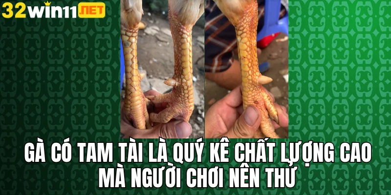 Gà có tam tài là quý kê chất lượng cao mà người chơi nên thử