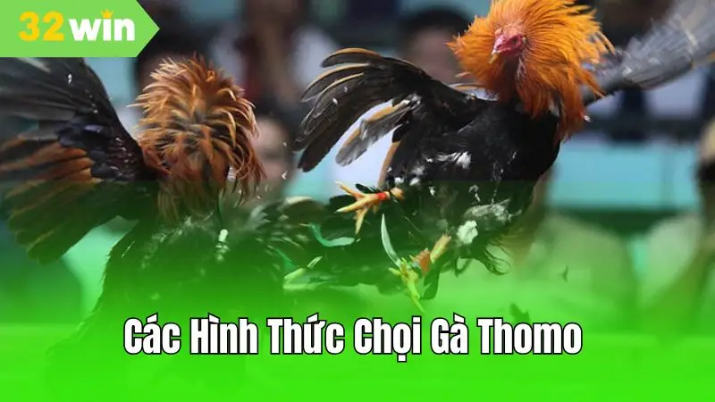 Các hình thức chọi gà thomo phổ biến - Cựa dao