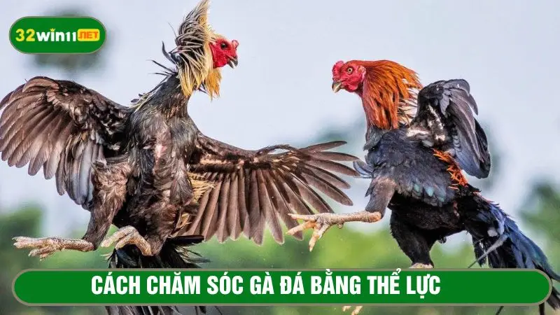 Rèn luyện thể lực cho gà chọi