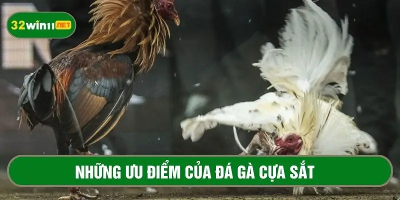 Những ưu điểm thu hút người chơi của bộ môn đá gà cựa sắt