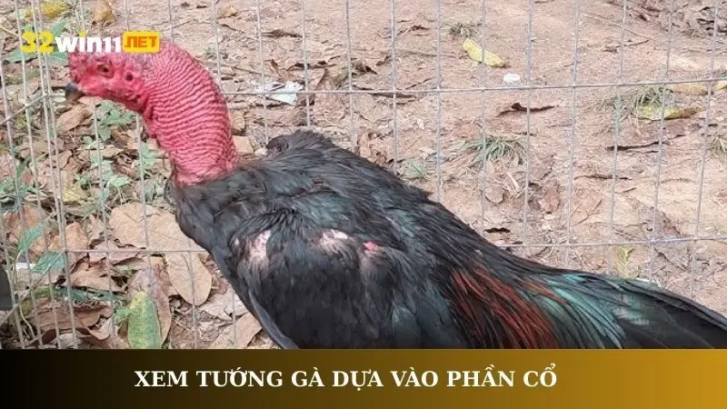 Xem tướng gà dựa vào phần cổ