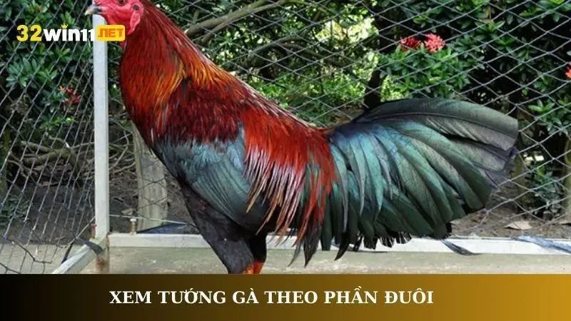 Xem tướng gà theo phần đuôi