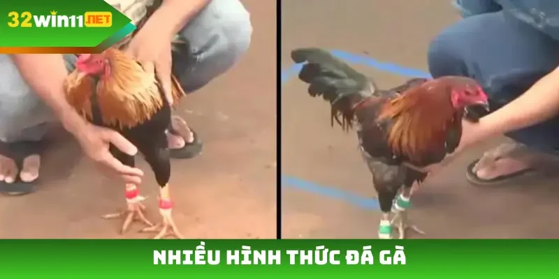 Nhiều hình thức đá gà